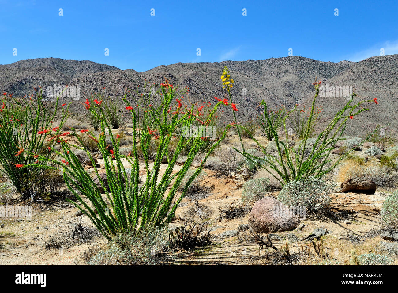 Blooming Ocotillo and Century Plant, Glorietta Canyon, Anza-Borrego Desert State Park, CA, USA 120328 30213 Stock Photo