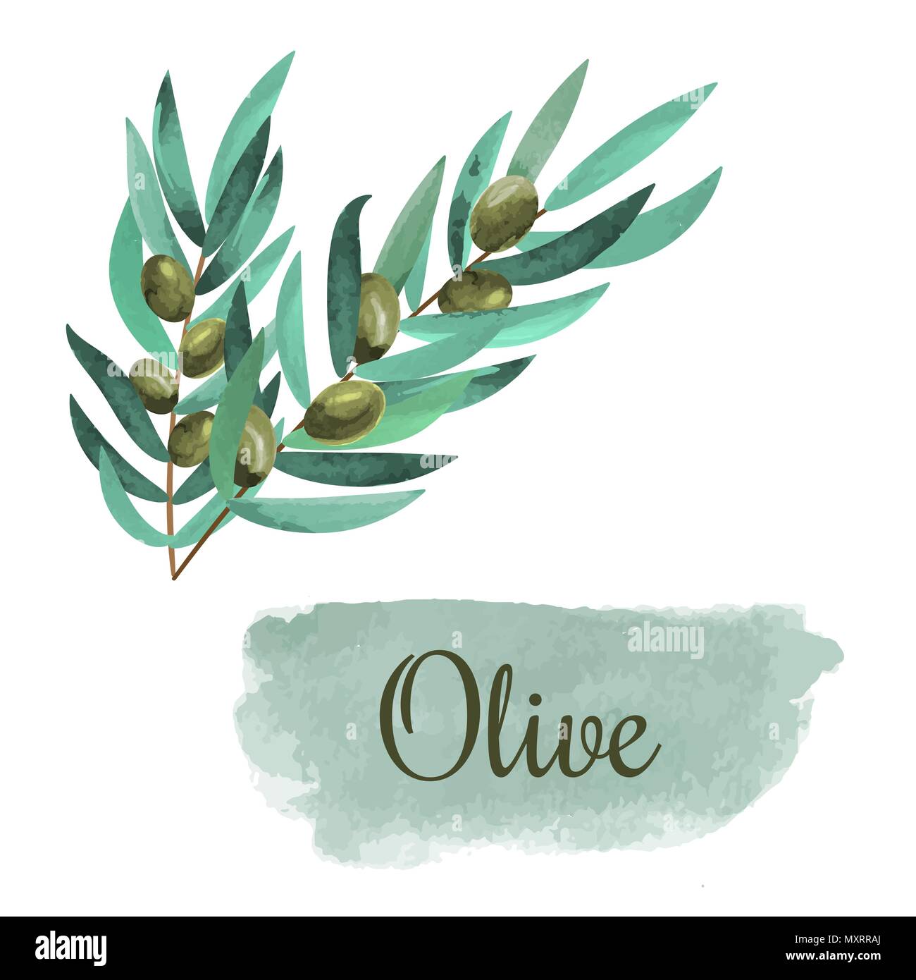 watercolor olive branch card. hand drawn illustration Stock Vector ...