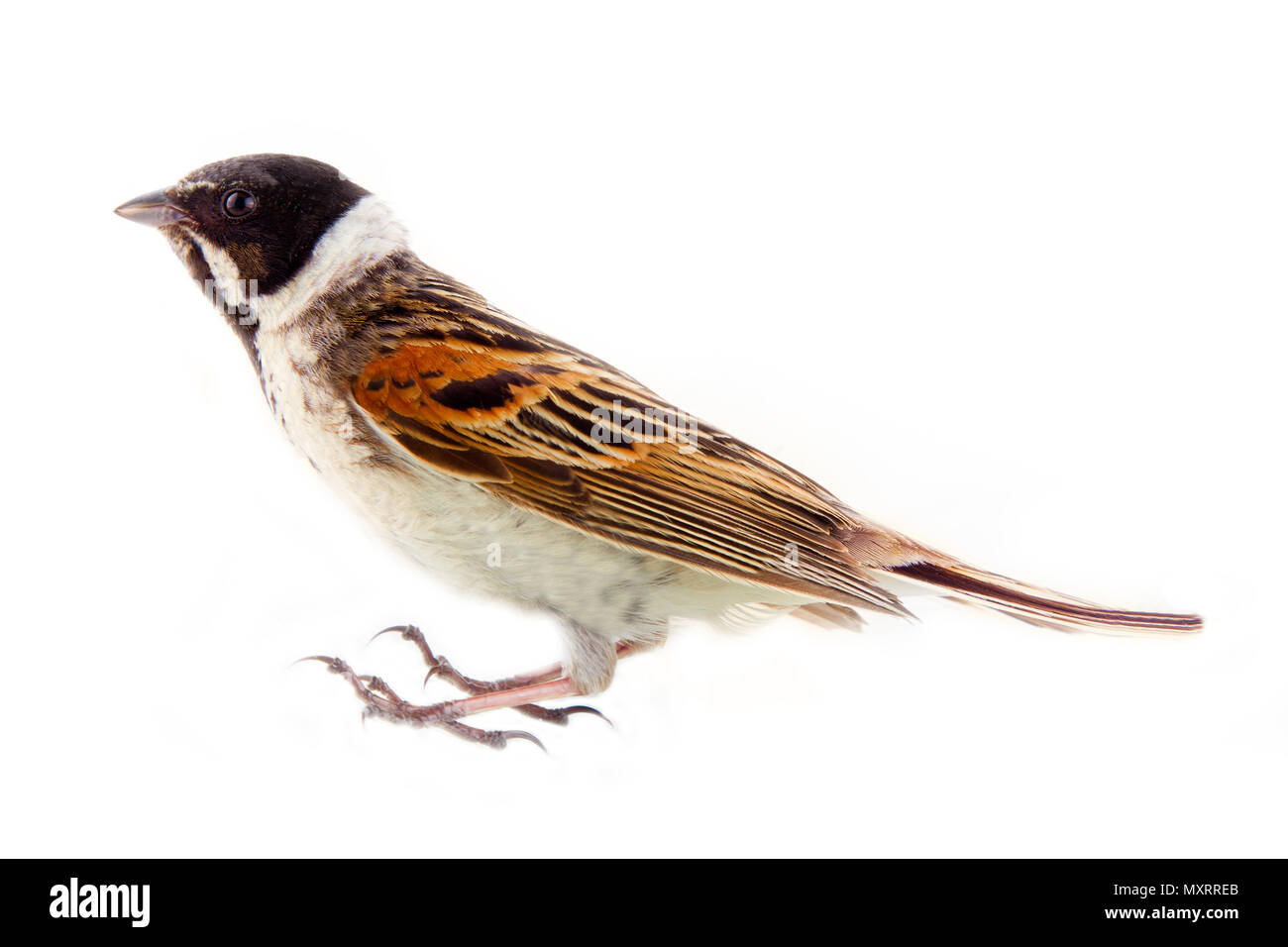 Male Reed Bunting, blackcap (Emberiza schoeniclus, male) shrub bird, inhabitant of marshes with grass and sedge Stock Photo
