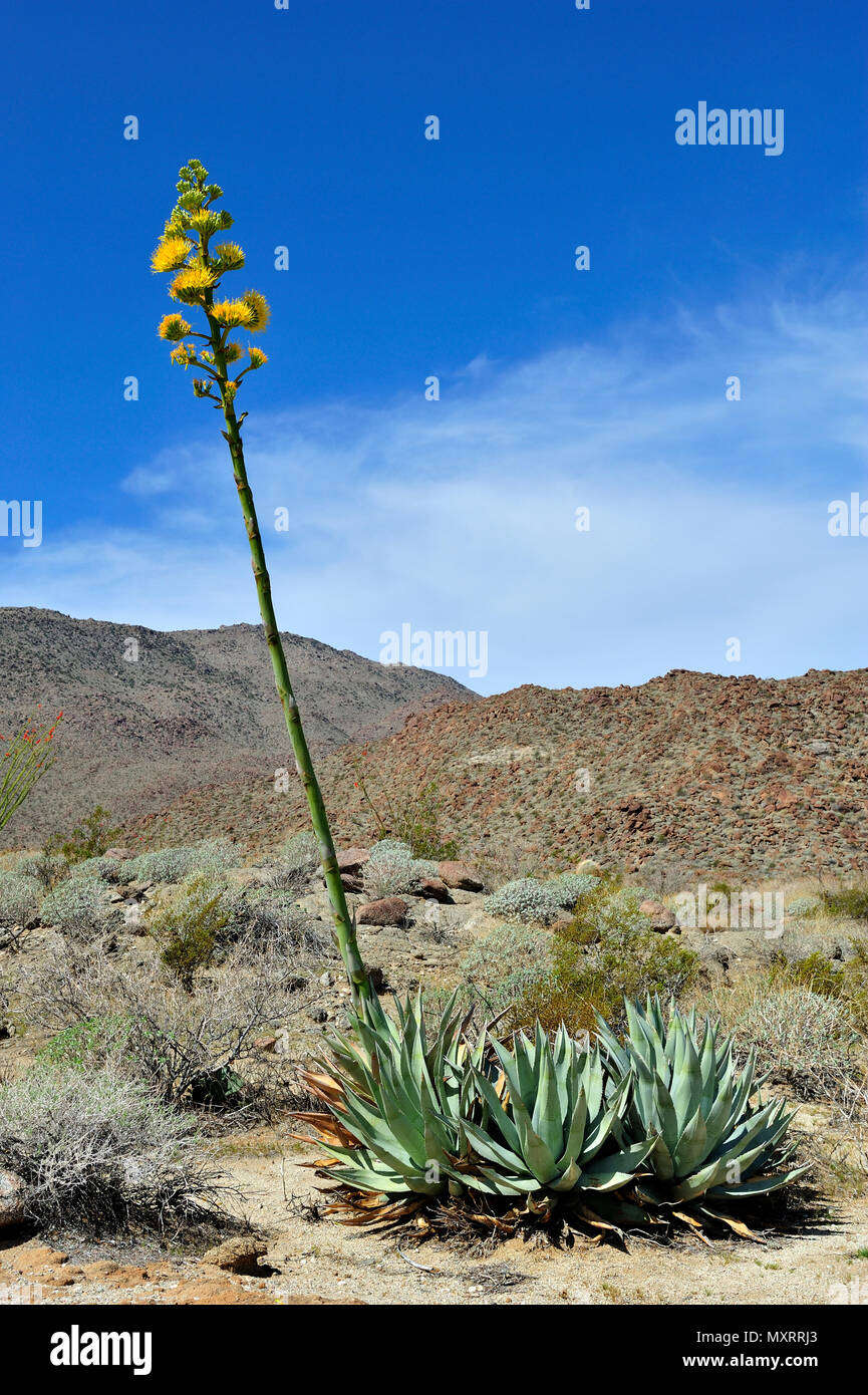 Blooming Century Plant, Glorietta Canyon, Anza-Borrego Desert State Park, CA, USA 120328 30217 Stock Photo