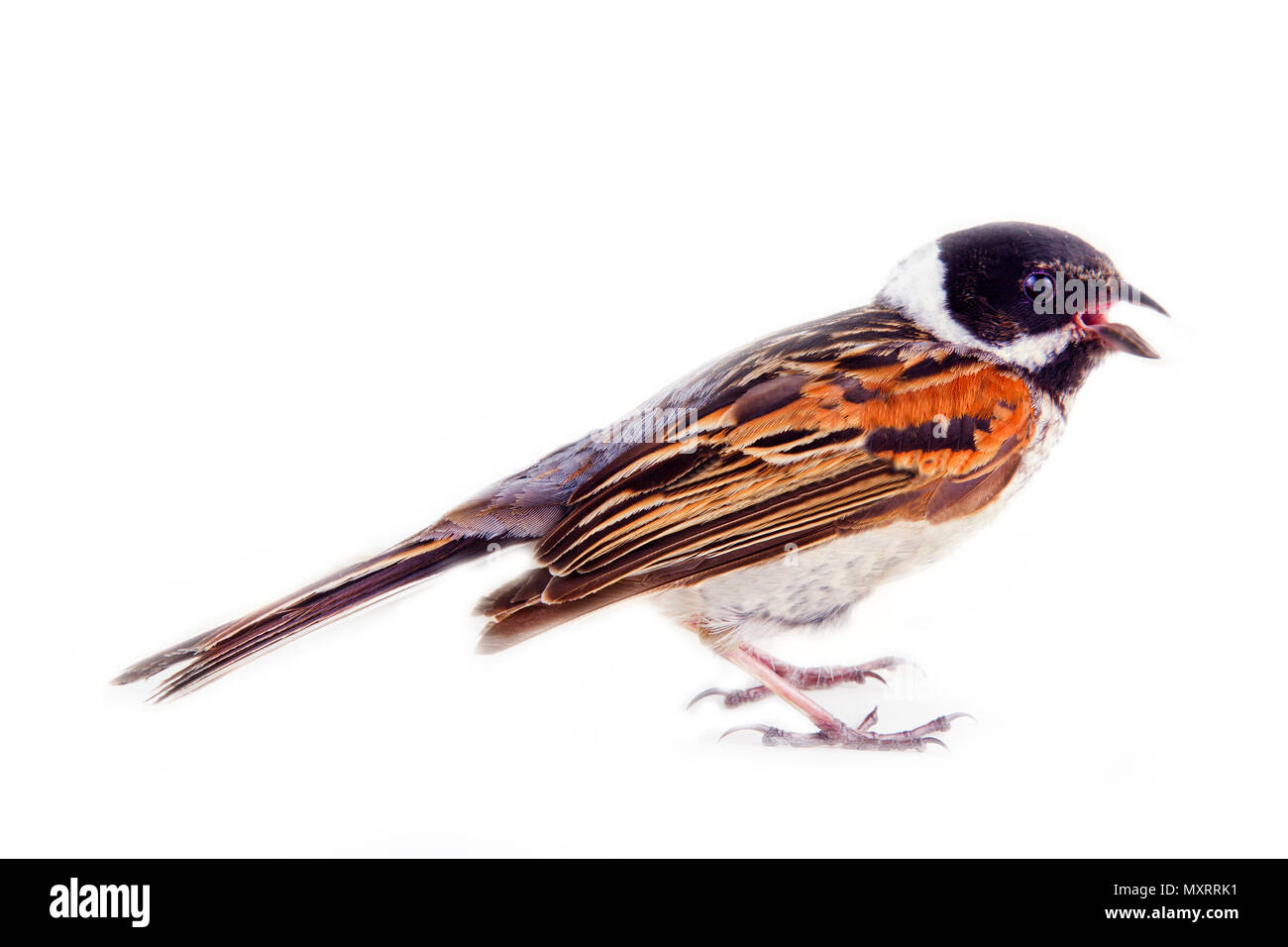 Male Reed Bunting, blackcap (Emberiza schoeniclus, male) shrub bird, inhabitant of marshes with grass and sedge Stock Photo