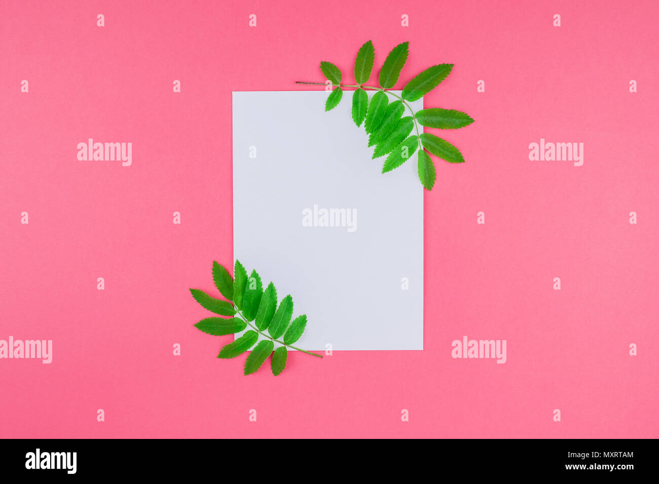 Creative flat lay top view white letter mock up with fresh green rowan ...