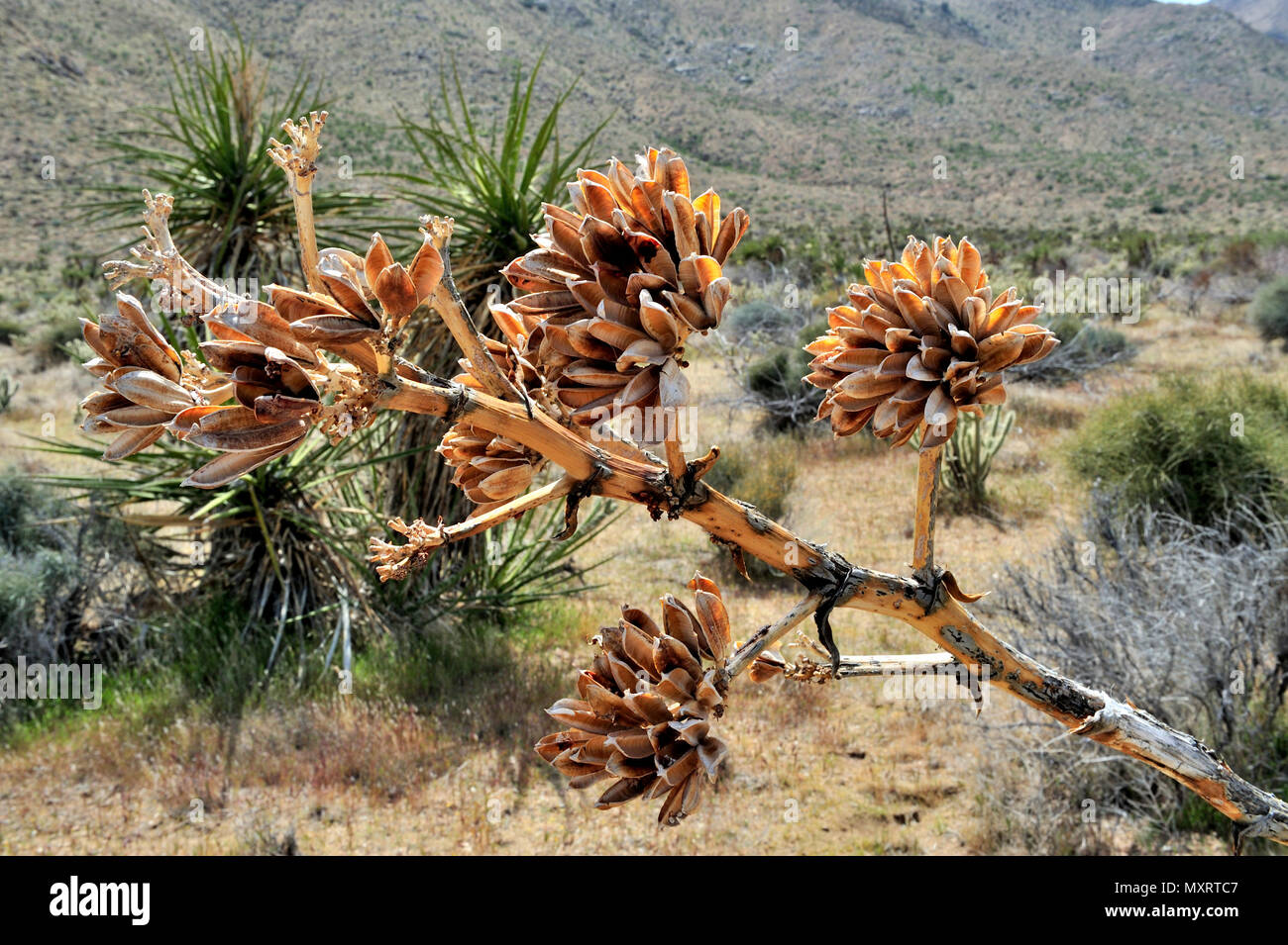 Century Plant seed pods, Cool Canyon,  Anza-Borrego Desert State Park, CA, USA 120328 30231 Stock Photo