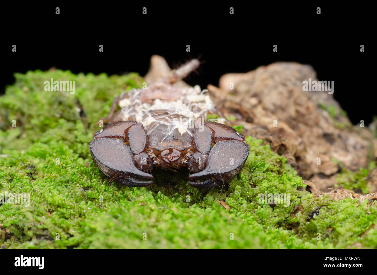 dwarf scorpion with baby on her back. Liocheles australasiae. Stock Photo