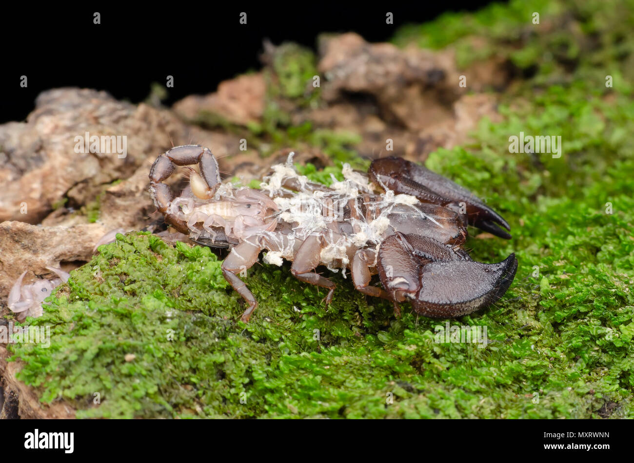 dwarf scorpion with baby on her back. Liocheles australasiae. Stock Photo