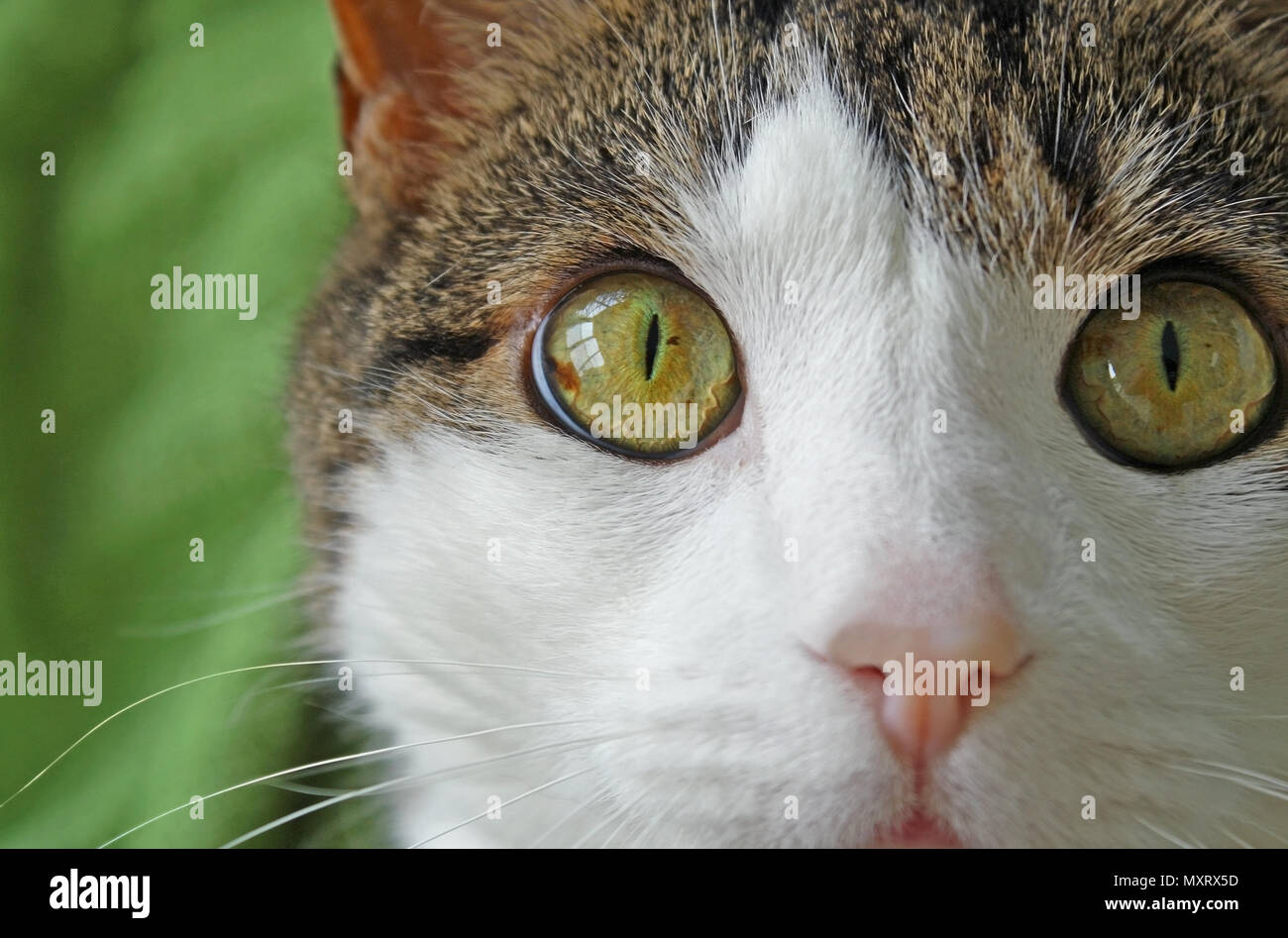 Close up of a domestic short haired cat.  Big bright hazel colored eyes, soft pink nose and white face and whiskers Stock Photo