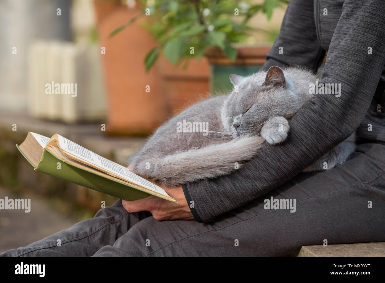 A woman reading a book with a grey cat asleep on her lap. Stock Photo