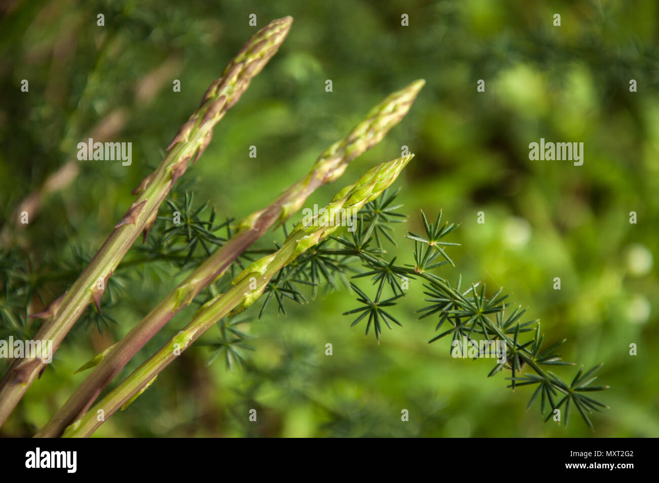 Wild asparagus plant in the forest Stock Photo