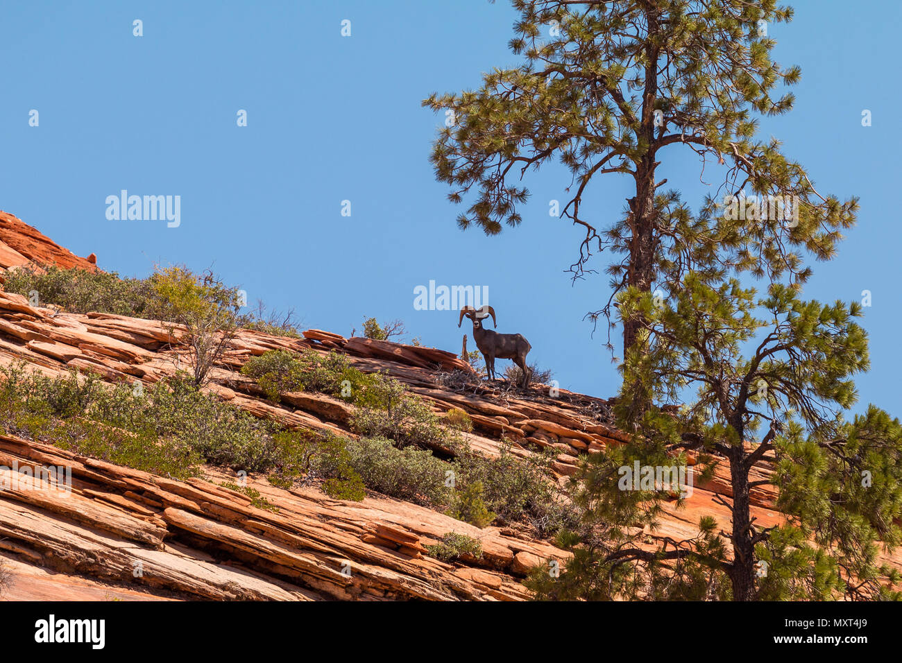 Goat in the mountain, under tree. Nature landscape of Zion National Park. View from overlook location. Utah, USA Stock Photo