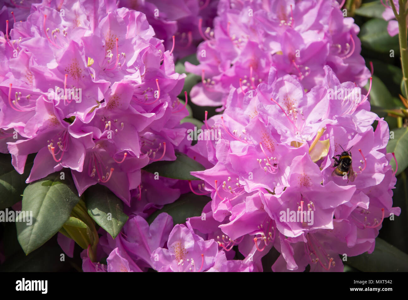 Closeup of rhododendron flowers with a bumblebee Stock Photo