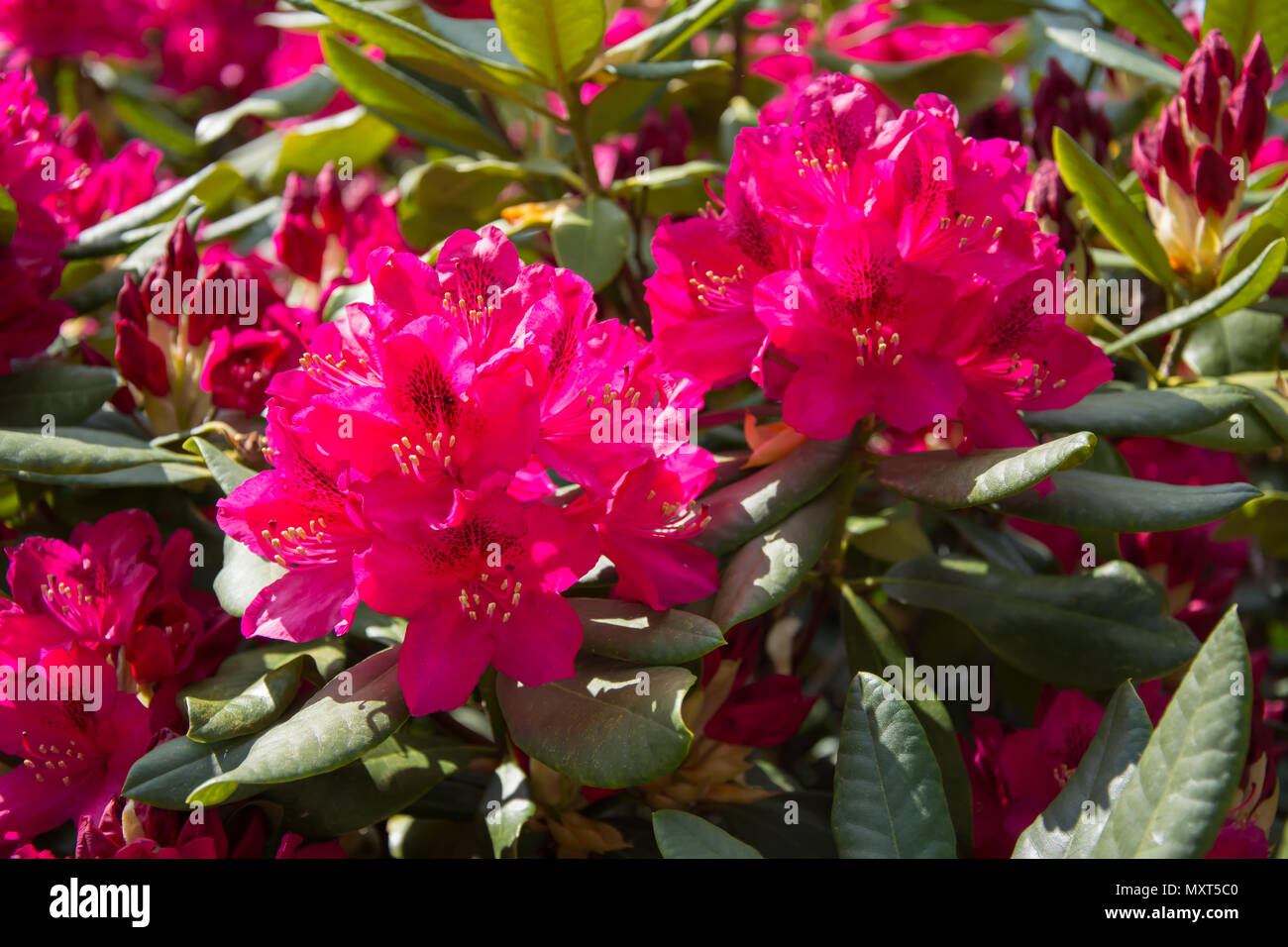 Closeup of two red rhododendron flowers Stock Photo