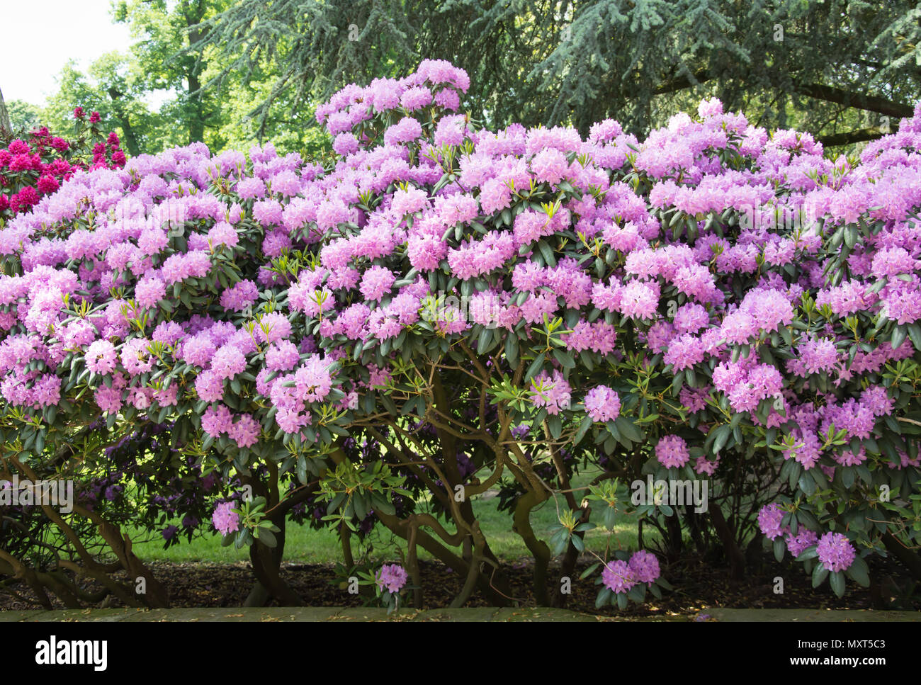 Beautiful Rhododendron Bush Covered With A Mass Of Pink Flowers Stock Photo Alamy