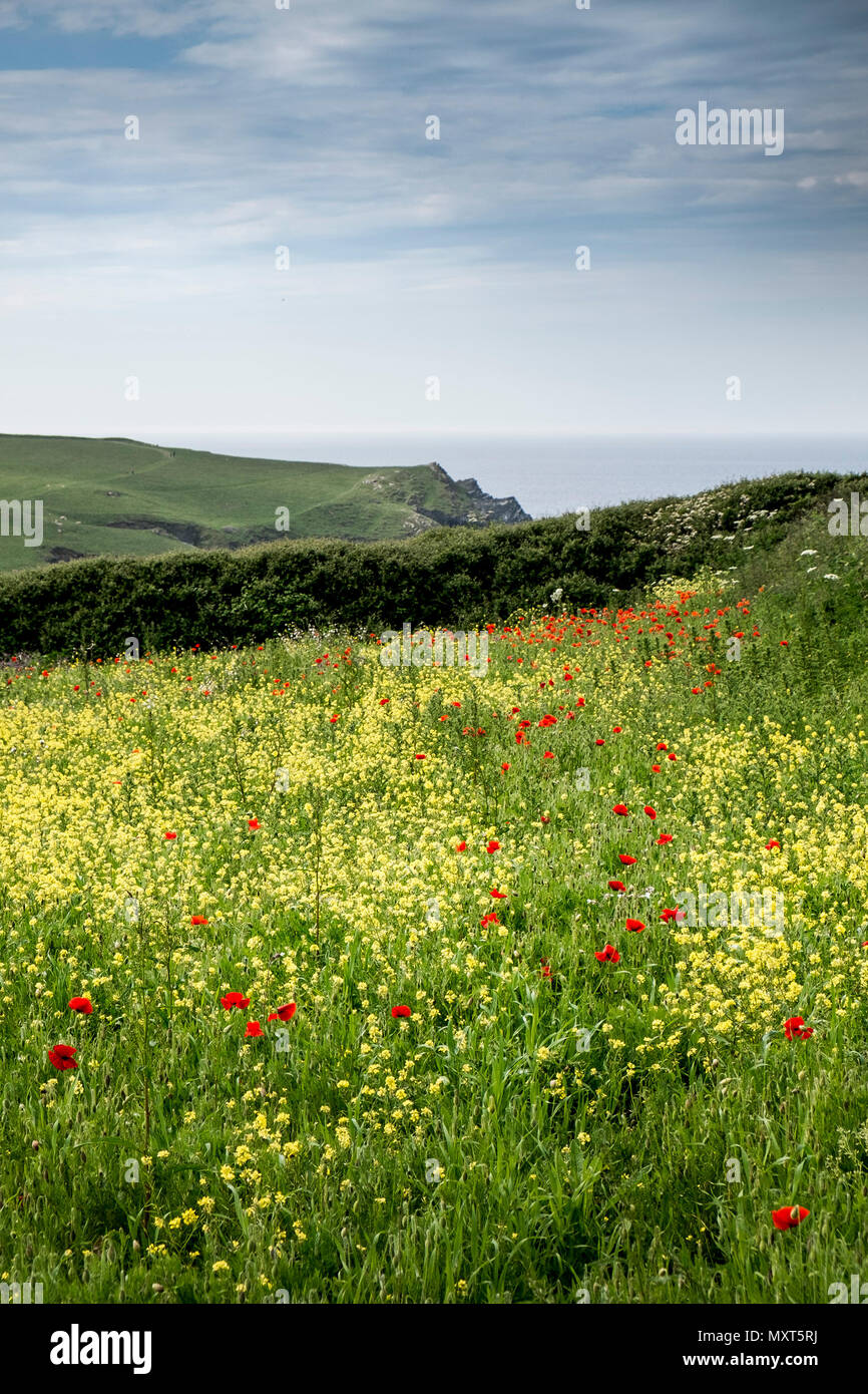 A field of wildflowers on West Pentire in Newquay in Cornwall. Stock Photo