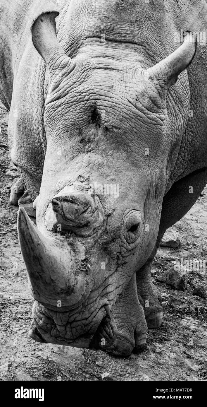 a beautiful close up portrait of a rhino in black and white Stock Photo