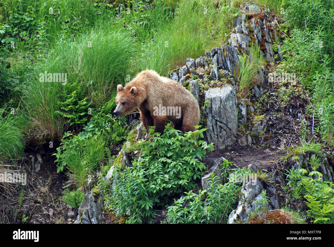 This young kodiak grizzly is watching a potential larger bear as he