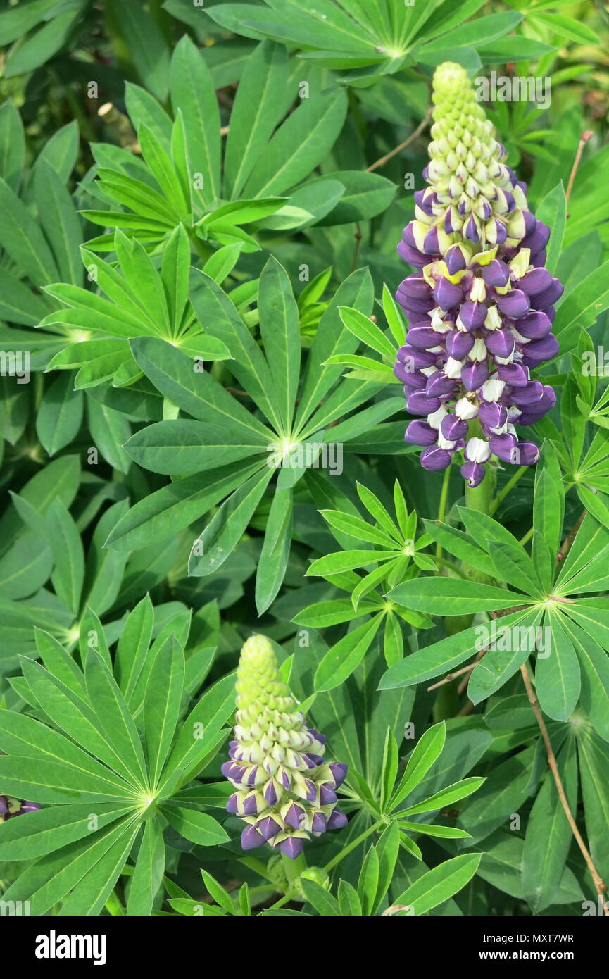 Deep purple lupins growing in the border at Sissinghurst Castle Garden, the home of plantswoman and author Vita Sackville-West Stock Photo