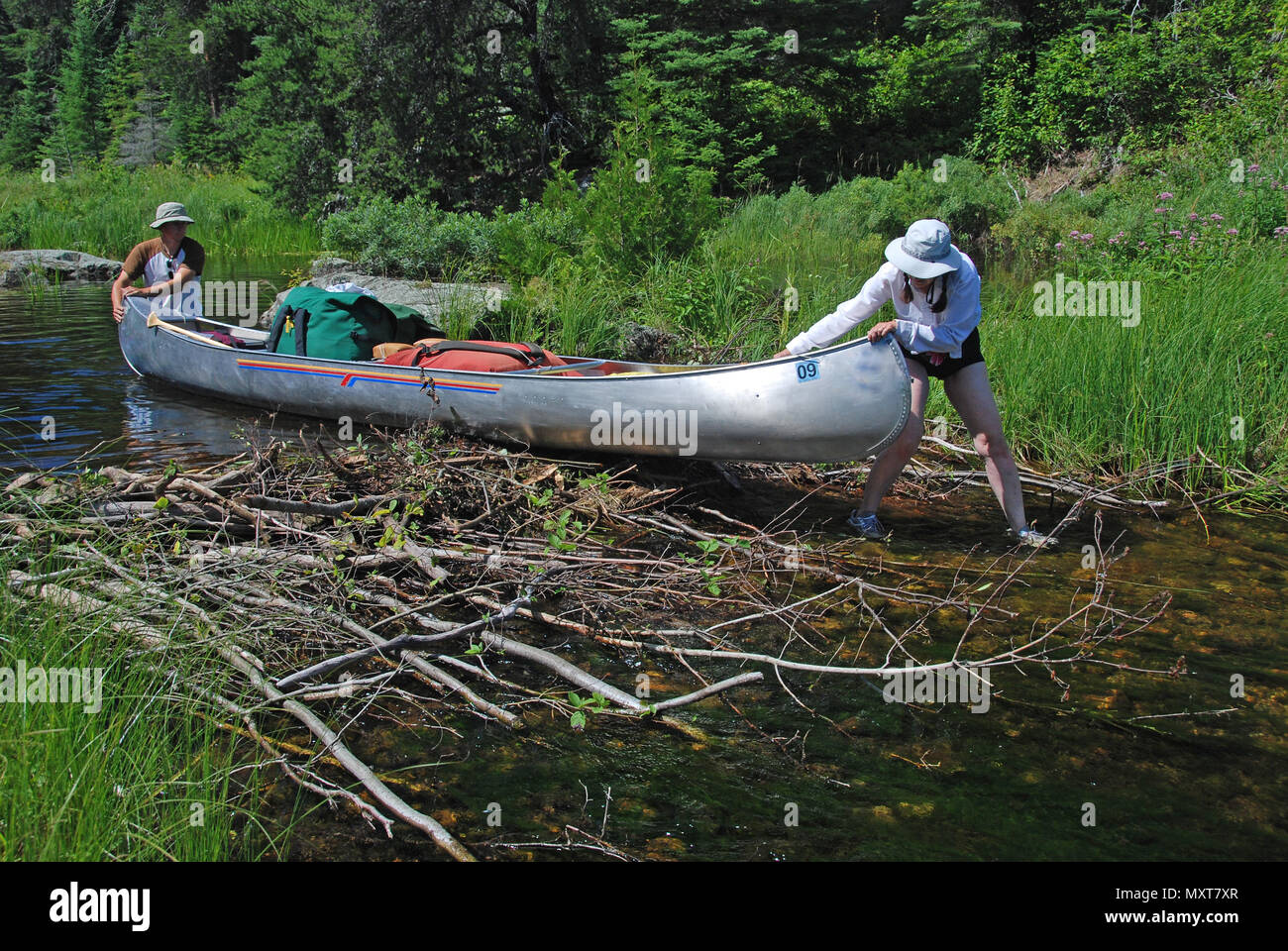 These canoers are pulling their canoe across a beaver dam to get to