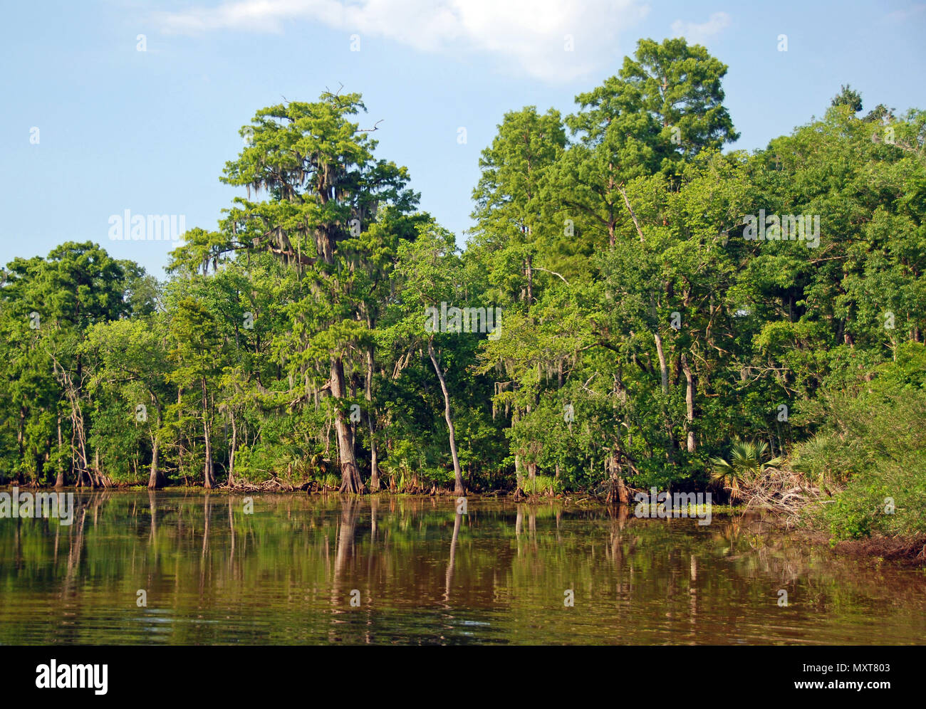 Cypress Swamp in the Bayou Near New Orleans, Louisiana Stock Photo