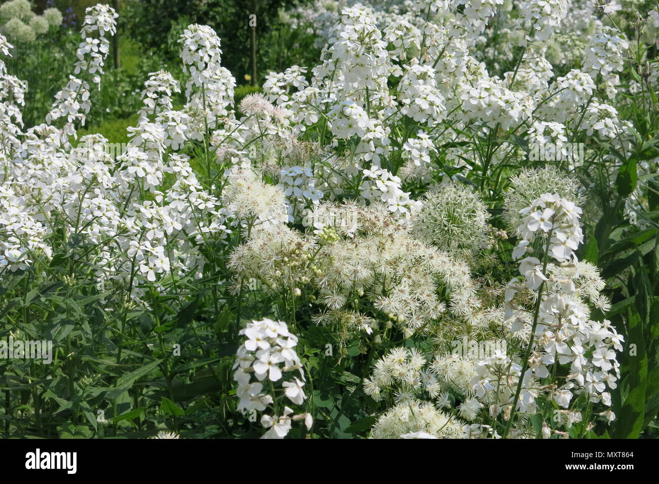 A close-up view of the billowing white flowers in the White Garden at Sissinghurst Castle, designed by plantswoman Vita Sackville-West Stock Photo