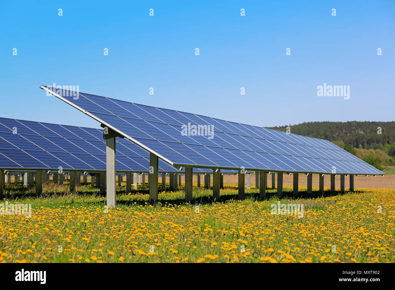 Solar panels on an open green field with yellow flowers and blue sky in the spring. Stock Photo