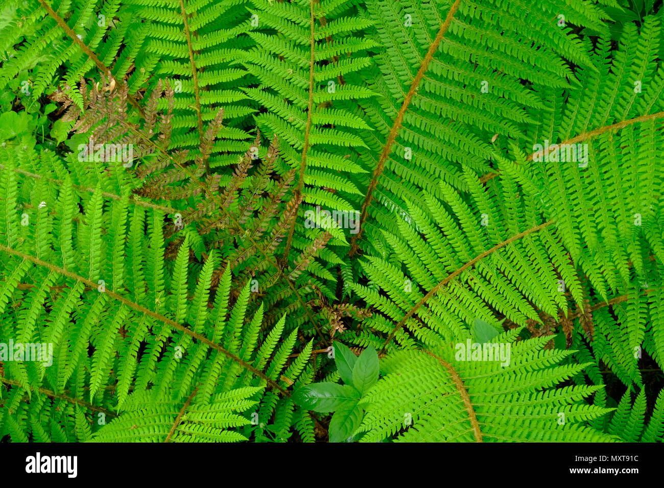 Wild ferns hi-res stock photography and images - Alamy