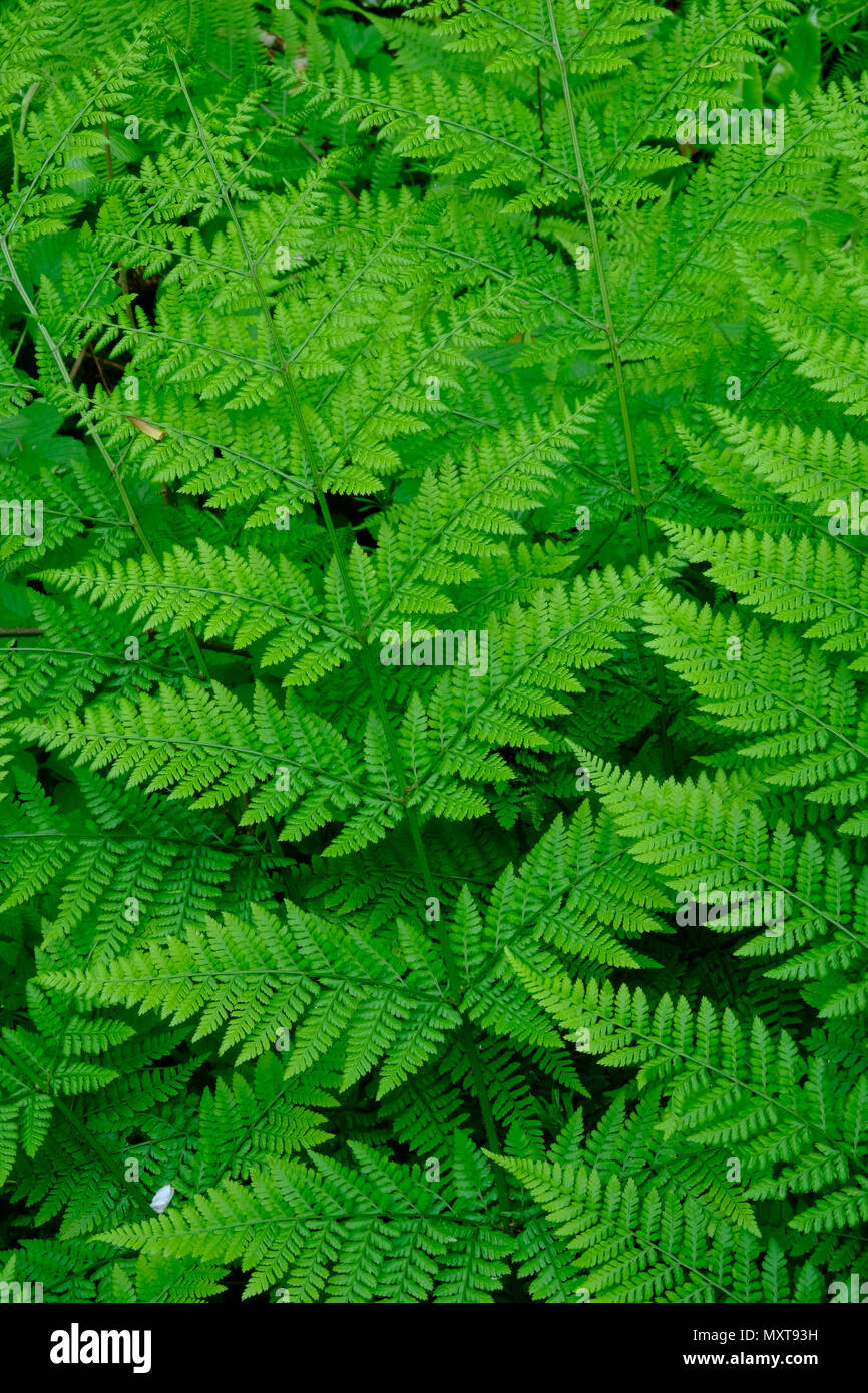 Ferns growth environment hi-res stock photography and images - Alamy