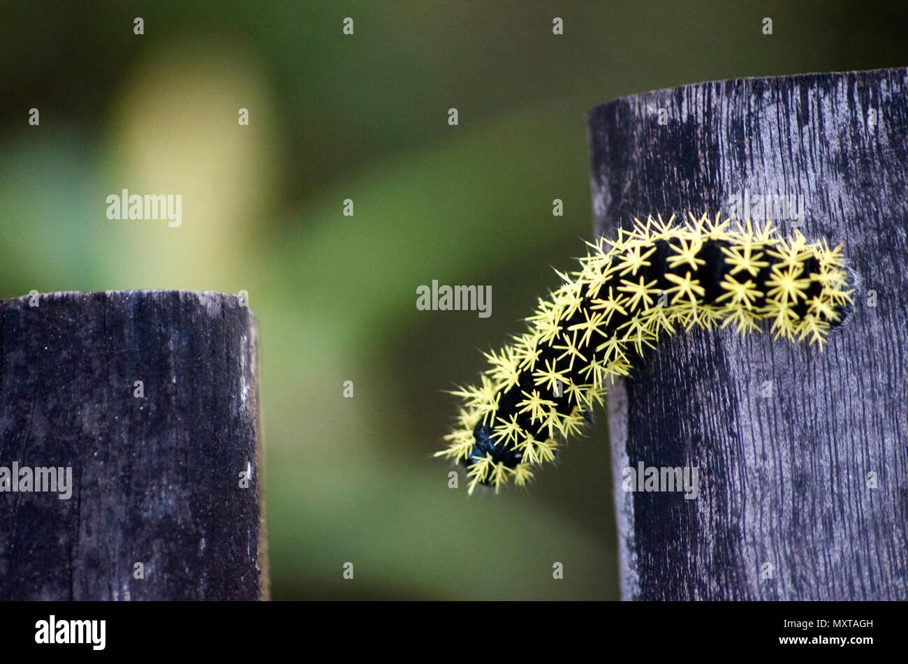 Black and Yellow Caterpillar Stock Photo Alamy