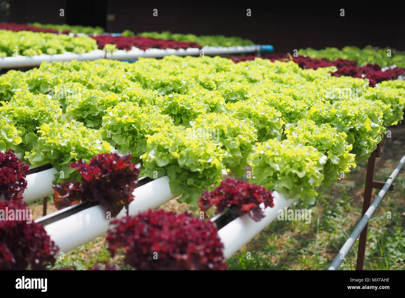 Hydroponic vegetable farm Stock Photo Alamy