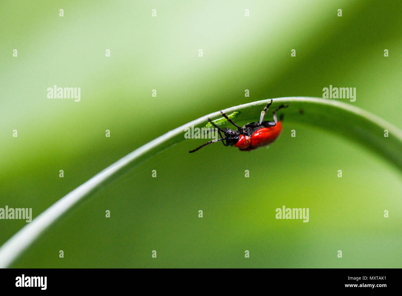 A scarlet lily beetle (Lilioceris lilii) on a snake's head fritillary (Fritillaria meleagris) leaf Stock Photo