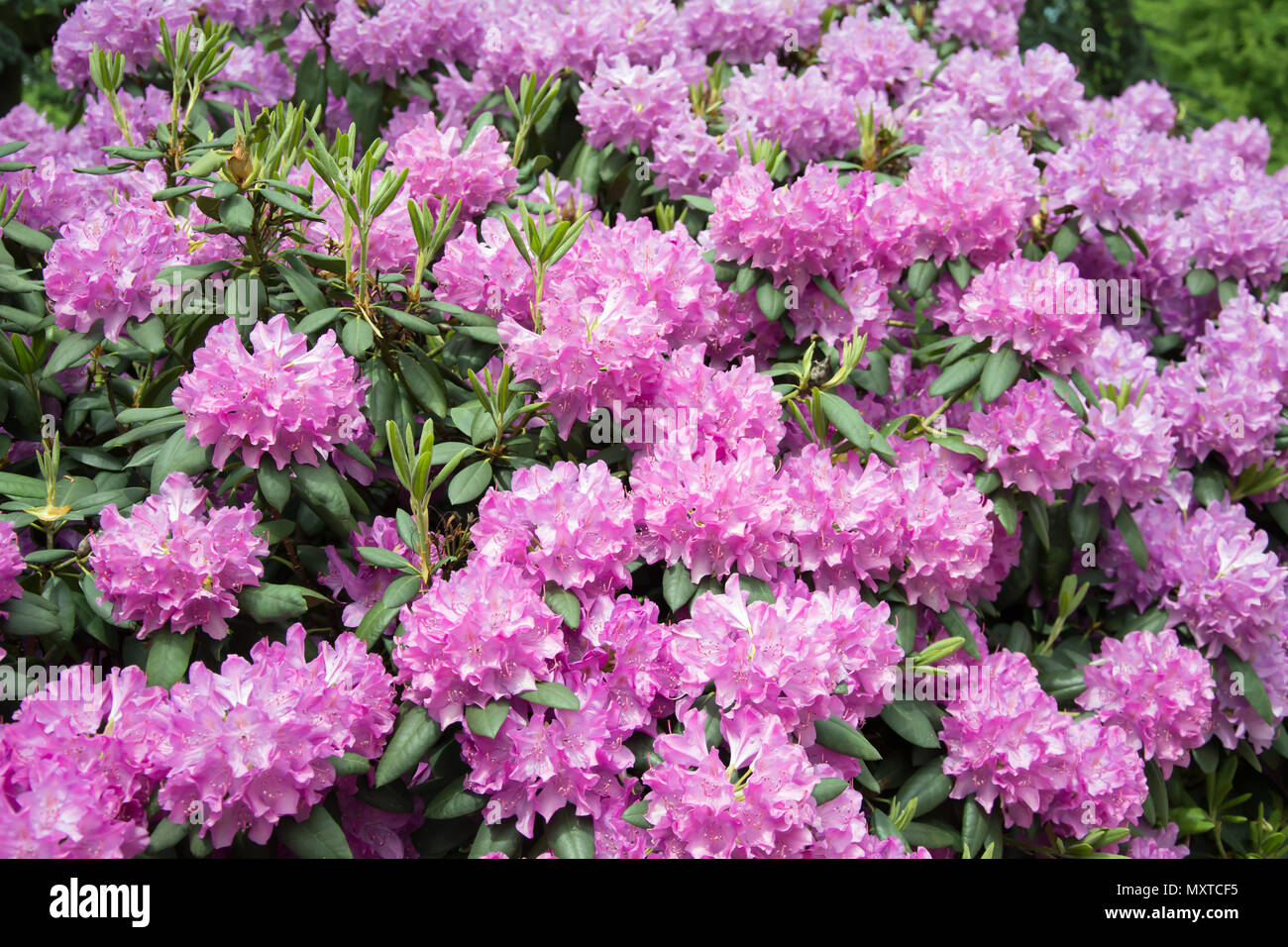 Rhododendron Bush Covered With A Mass Of Pink Flowers Stock Photo Alamy