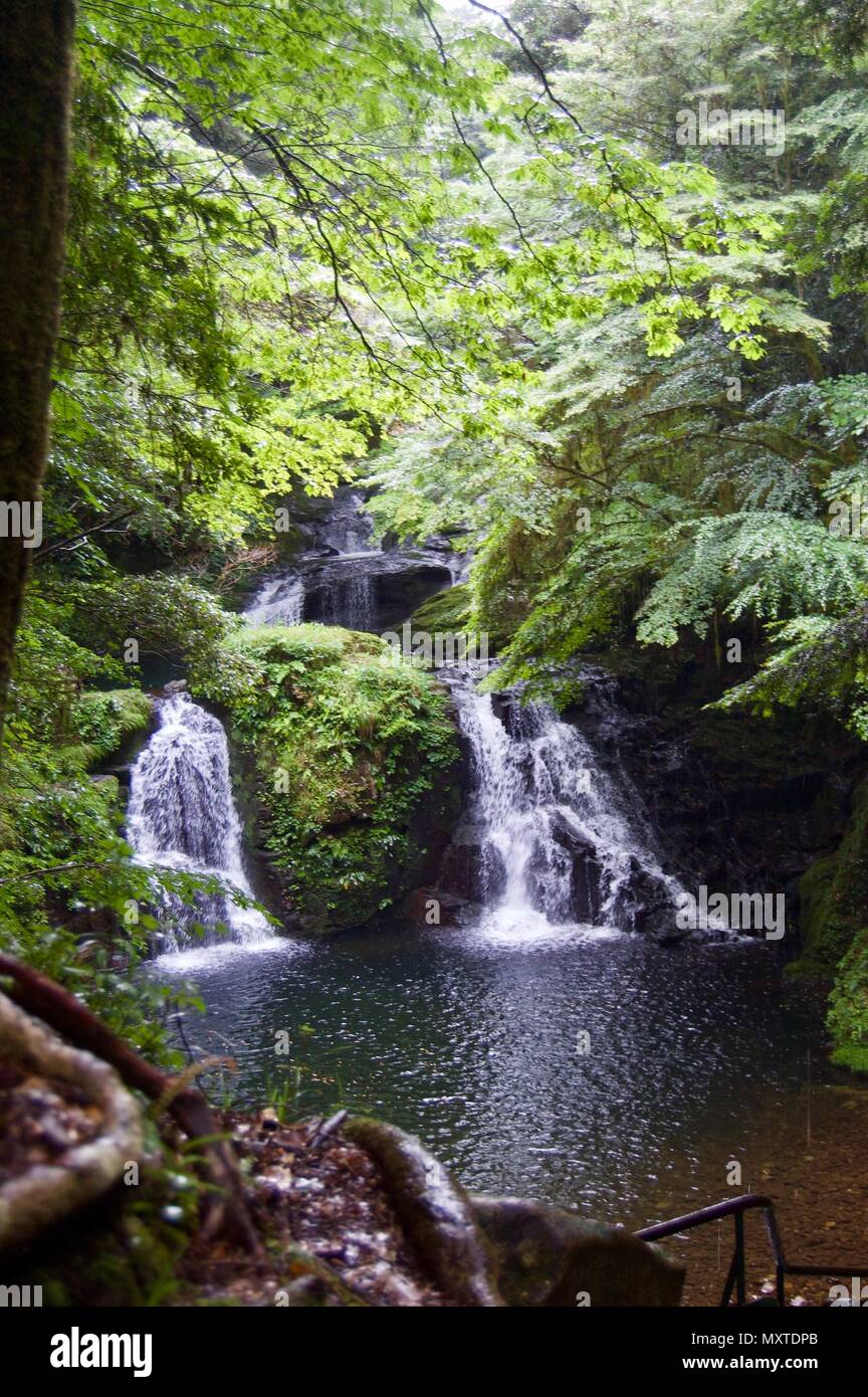 Akame 48 Waterfalls: Mysterious scenery with giant trees & huge moss covered rock formations, untouched nature, lush green vegetation, cascading water Stock Photo