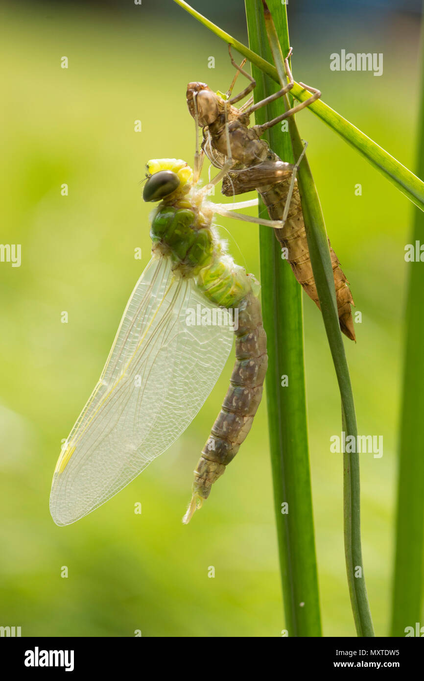 metamorphosis of Emperor dragonfly, Anax imperator, breaking out of larva, Sussex, UK, May, Stock Photo
