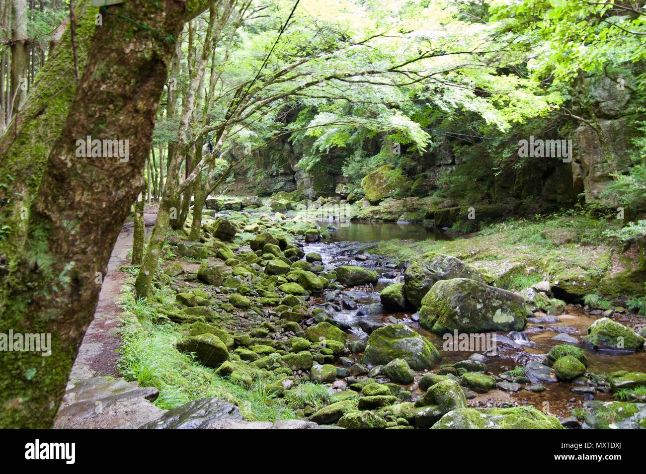 Akame 48 Waterfalls: Mysterious hiking trail through giant trees, mossy rock formations, untouched nature & lush vegetation leading to cascading falls Stock Photo