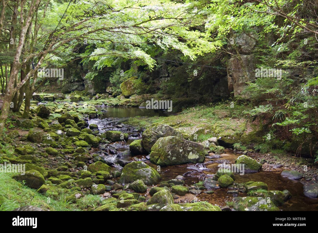 Akame 48 Waterfalls: Mysterious hiking trail through giant trees, giant mossy rock formations, untouched nature & lush vegetation leading to waterfall Stock Photo