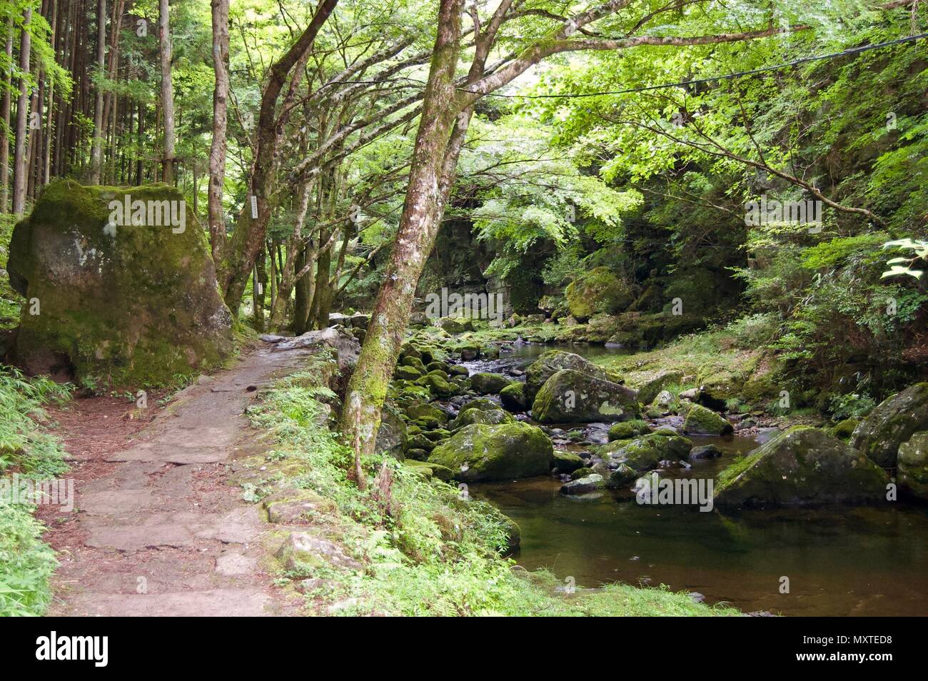 Akame 48 Waterfalls: Mysterious hiking trail through giant trees, giant mossy rock formations, untouched nature & lush vegetation leading to waterfall Stock Photo