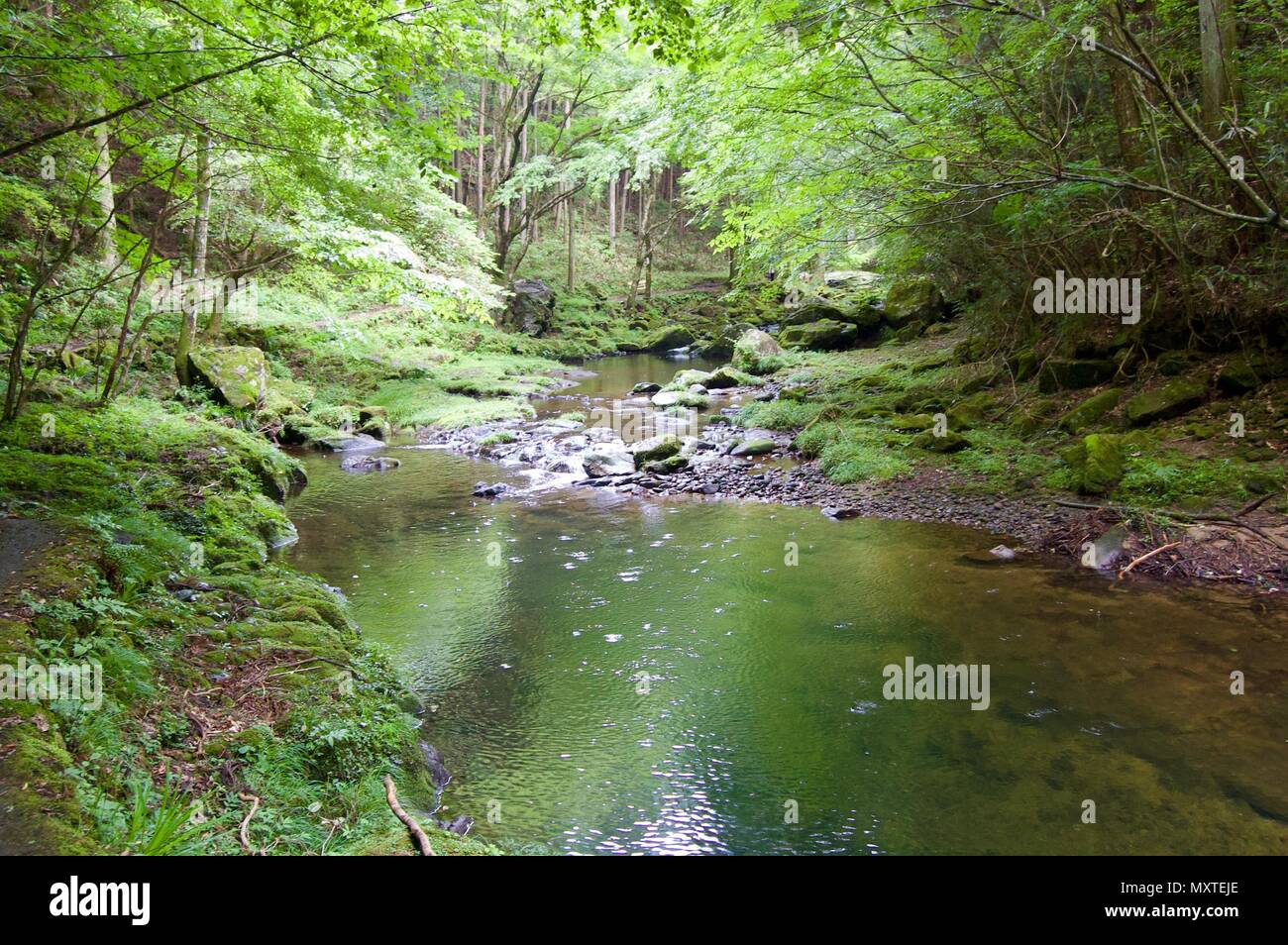 Akame 48 Waterfalls: Mysterious hiking trails, giant trees & moss covered rock formations, untouched nature, lush vegetation & cascading waterfalls Stock Photo