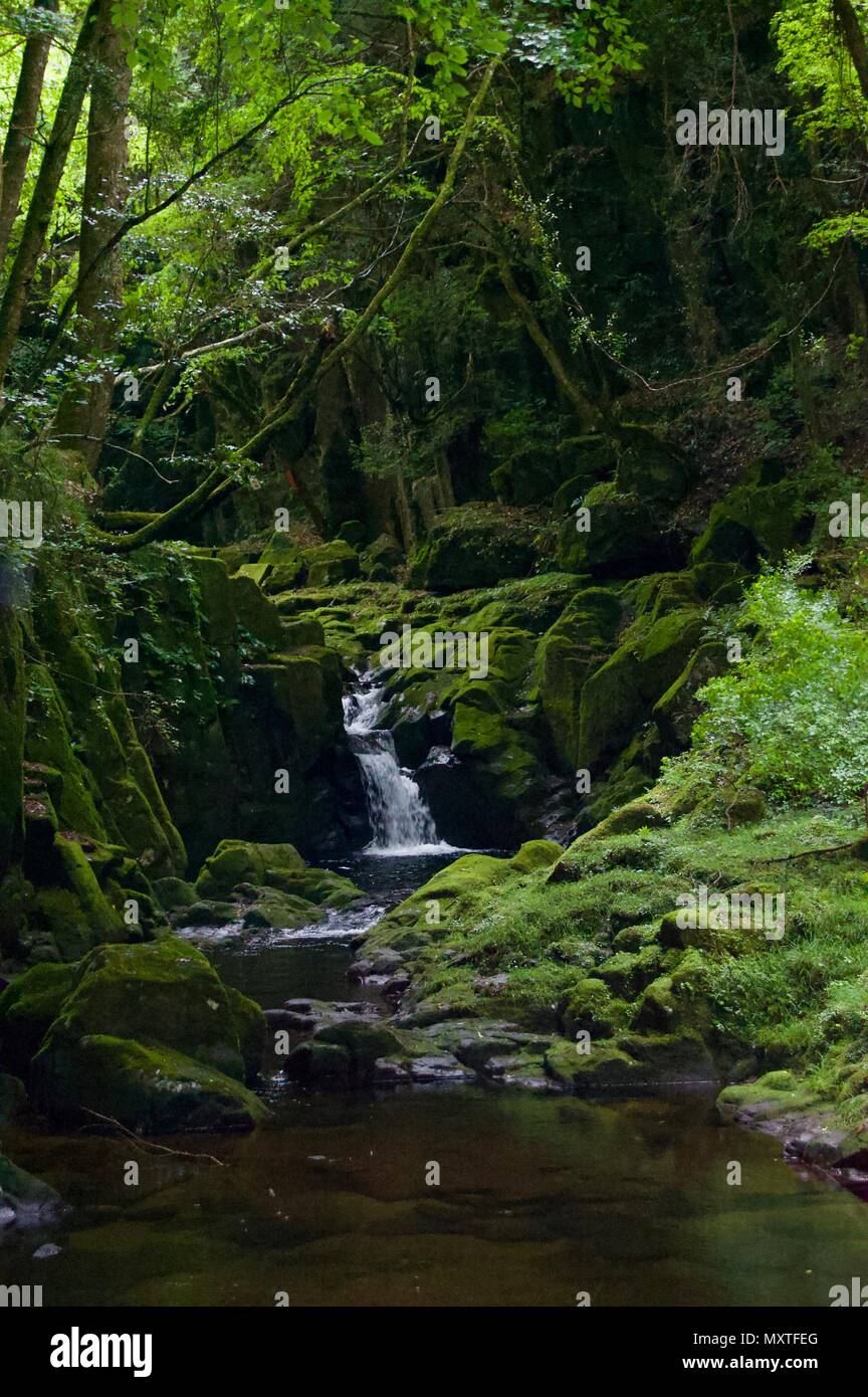 Akame 48 Waterfalls: Mysterious scenery with giant trees & huge moss covered rock formations, untouched nature, lush green vegetation, cascading water Stock Photo