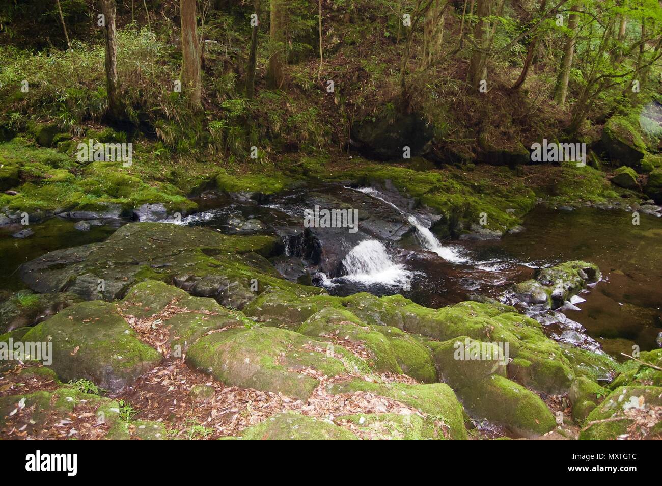 Akame 48 Waterfalls: Mysterious hiking trails, giant trees & moss covered rock formations, untouched nature, lush vegetation & cascading waterfalls Stock Photo