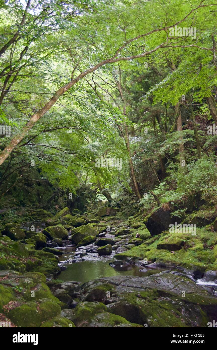 Akame 48 Waterfalls: Mysterious scenery with giant trees & huge moss covered rock formations, untouched nature, lush green vegetation, cascading water Stock Photo