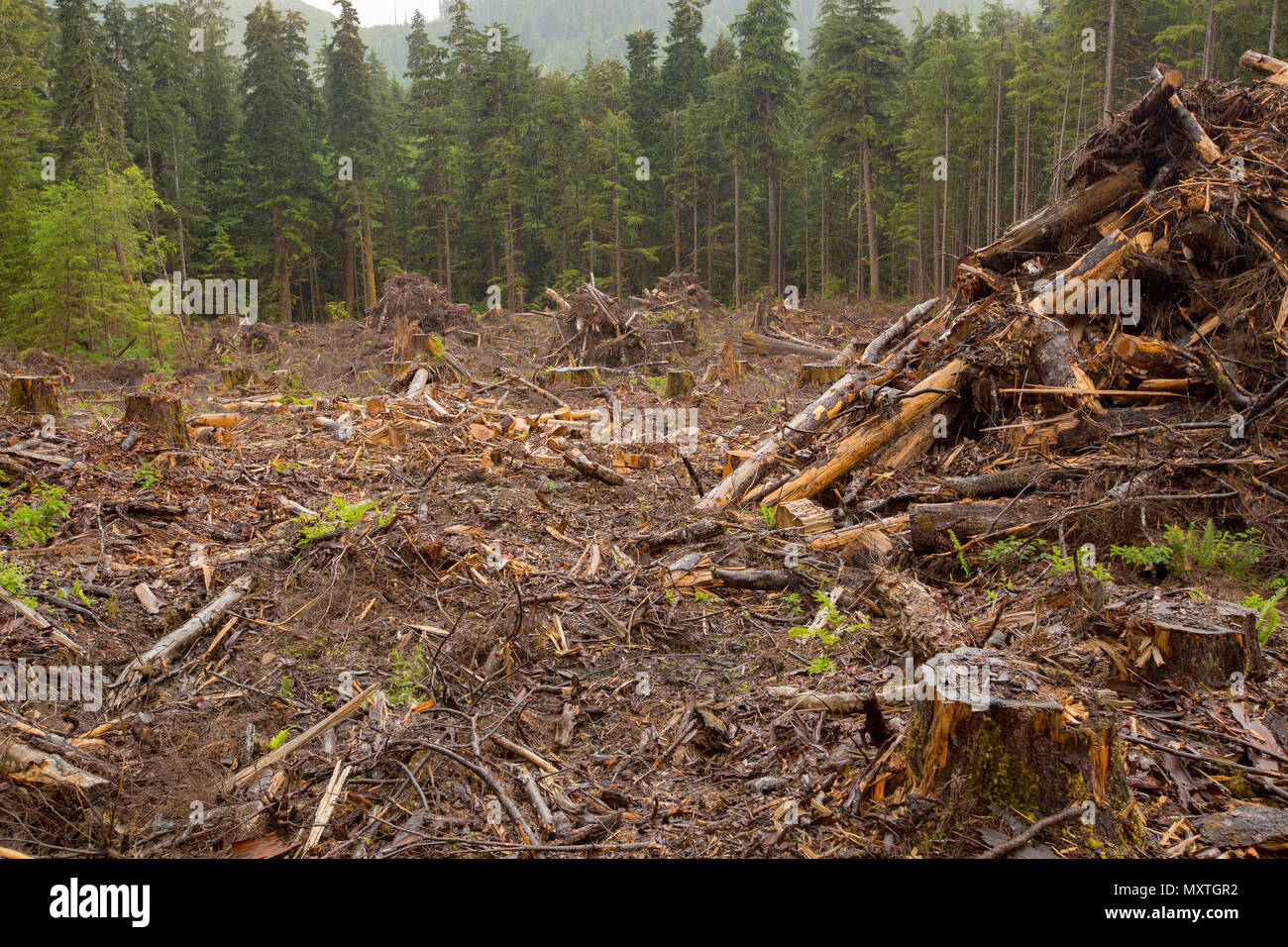 Deforestation logging on Vancouver Island. Clearcut trees. British Columbia Canada. Stock Photo