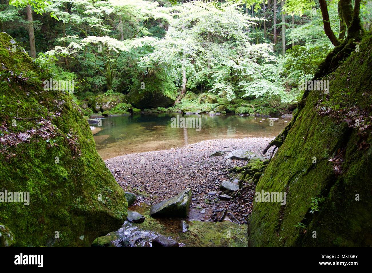 Akame 48 Waterfalls: Mysterious scenery with giant trees & huge moss covered rock formations, untouched nature, lush green vegetation, cascading water Stock Photo