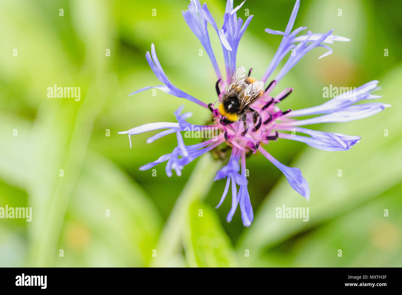 Spread pollination hi-res stock photography and images - Alamy
