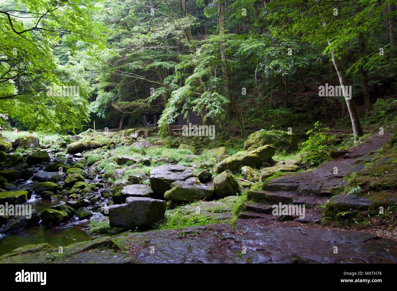 Akame 48 Waterfalls: Mysterious hiking trail through giant trees, giant mossy rock formations, untouched nature & lush vegetation leading to waterfall Stock Photo