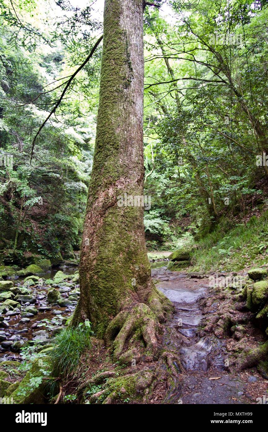 Akame 48 Waterfalls: Mysterious scenery with giant trees & huge moss covered rock formations, untouched nature, lush green vegetation, cascading water Stock Photo