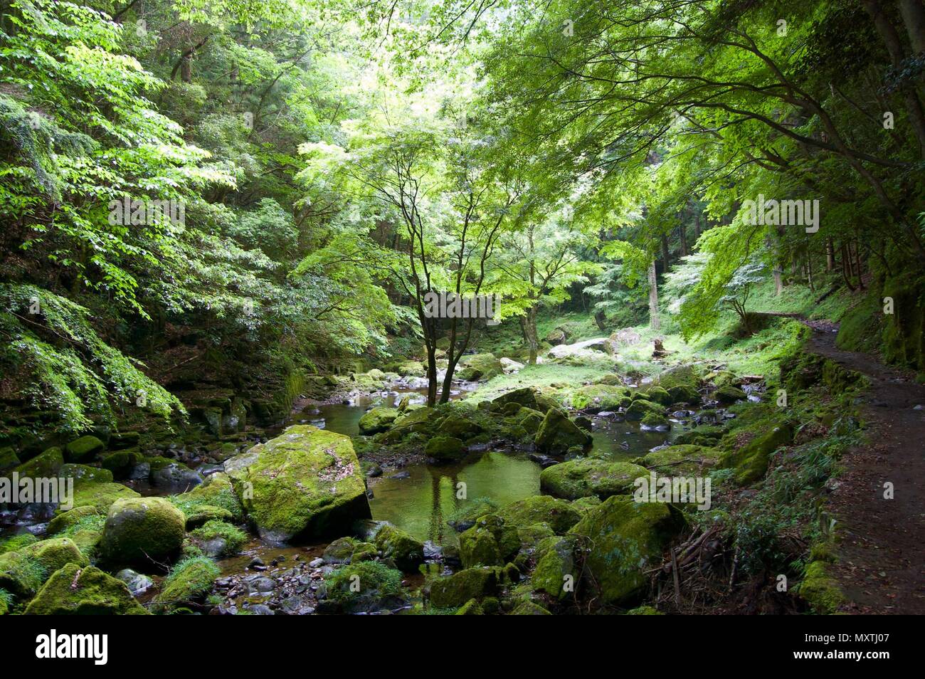 Akame 48 Waterfalls: Mysterious scenery with giant trees & huge moss covered rock formations, untouched nature, lush green vegetation, cascading water Stock Photo