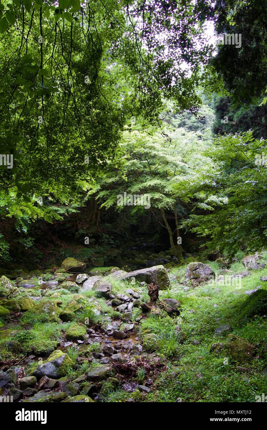 Akame 48 Waterfalls: Mysterious scenery with giant trees & huge moss covered rock formations, untouched nature, lush green vegetation, cascading water Stock Photo