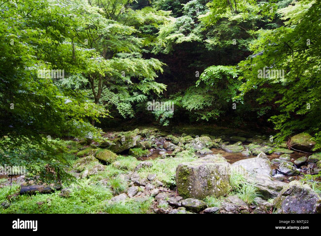 Akame 48 Waterfalls: Mysterious scenery with giant trees & huge moss covered rock formations, untouched nature, lush green vegetation, cascading water Stock Photo