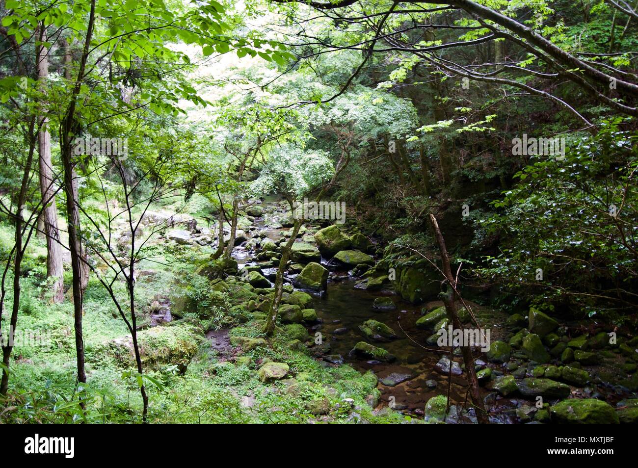 Akame 48 Waterfalls: Mysterious scenery with giant trees & huge moss covered rock formations, untouched nature, lush green vegetation, cascading water Stock Photo