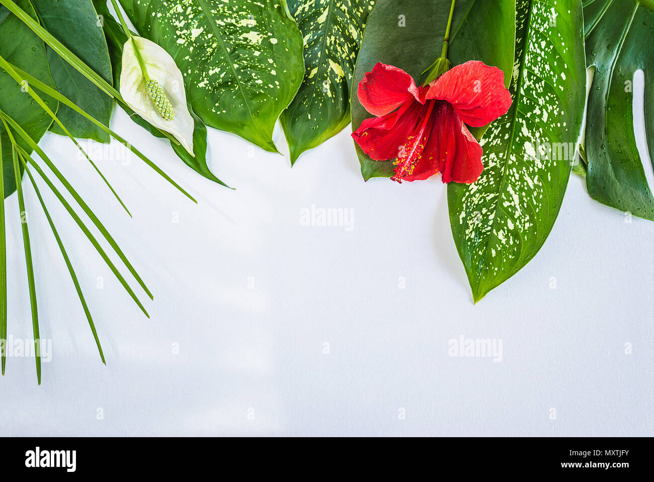 Tropical leaves and flowers on whte background Stock Photo - Alamy