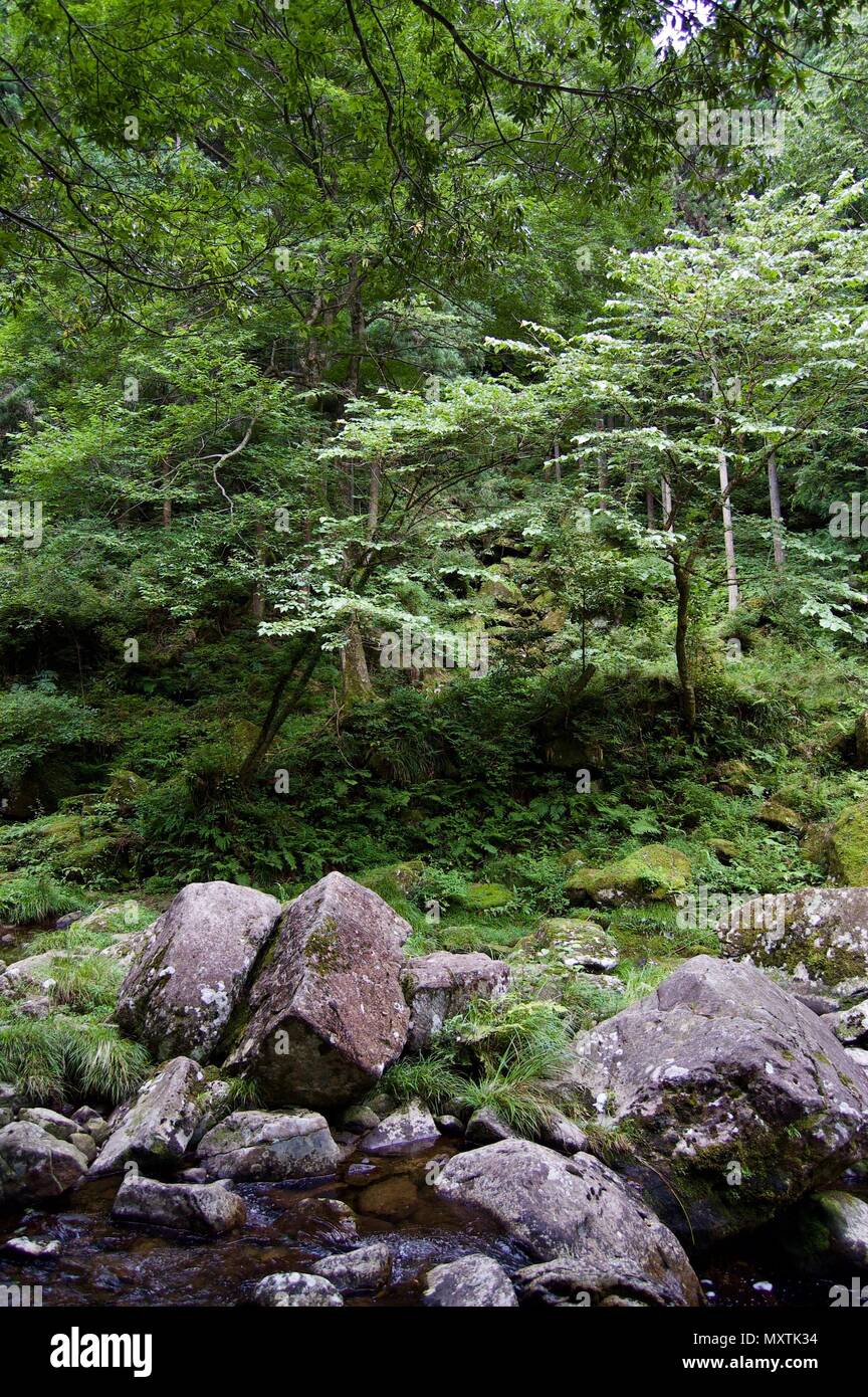 Akame 48 Waterfalls: Mysterious scenery with giant trees & huge moss covered rock formations, untouched nature, lush green vegetation, cascading water Stock Photo